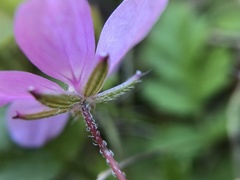 Erodium acaule