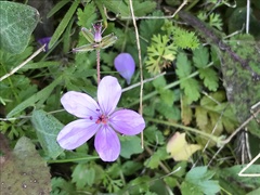 Erodium acaule