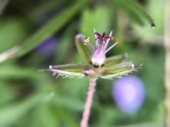 Erodium acaule
