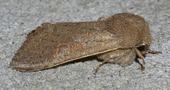 Orthosia annulimacula