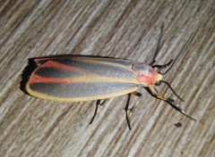 Hypoprepia fucosa