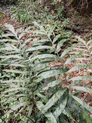 Leptochilus ellipticus