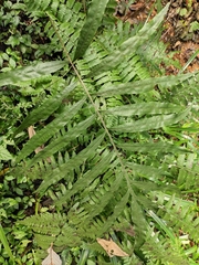 Leptochilus ellipticus