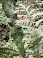 Leptochilus ellipticus