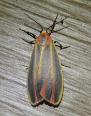 Hypoprepia fucosa