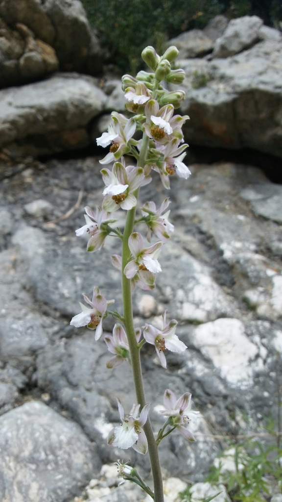 Espuela de caballero