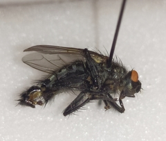 Sarcophaga subvicina