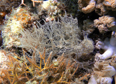 Melibe colemani