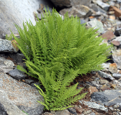 Athyrium distentifolium var. americanum