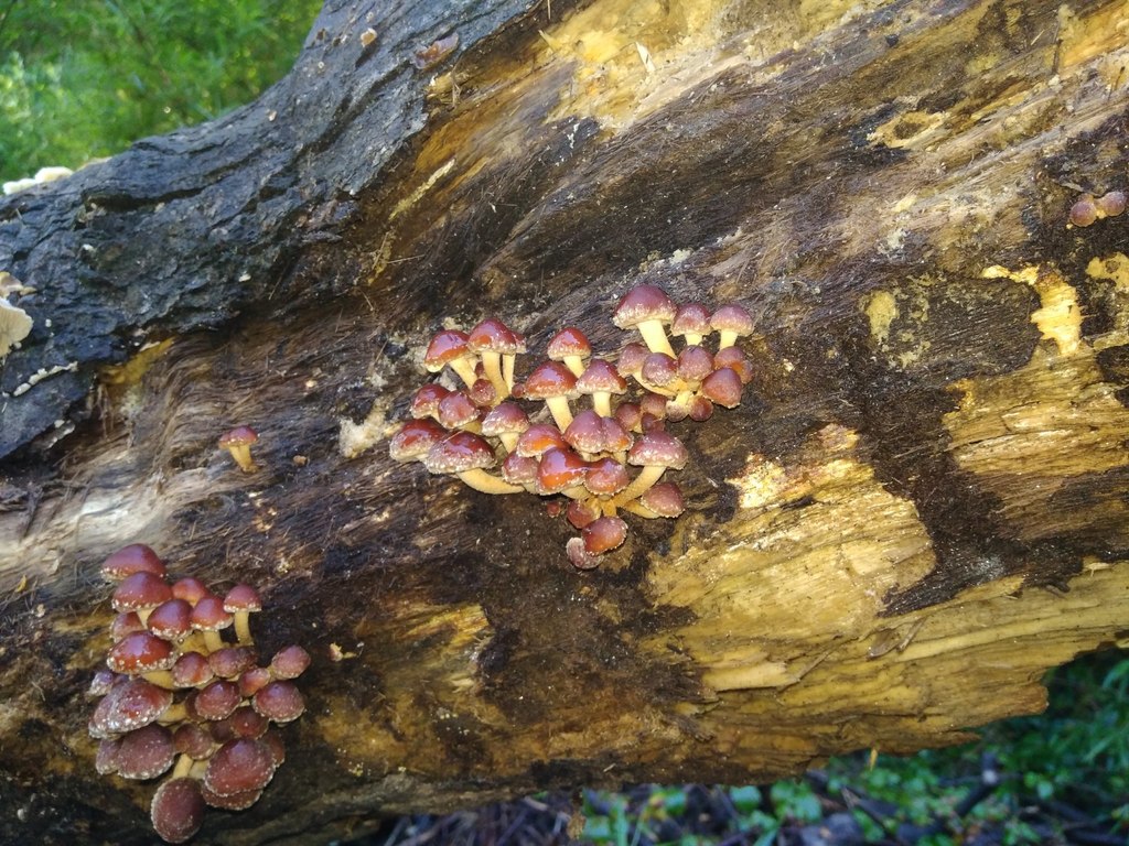 Hypholoma frowardii · May 2018 · photo: © cristianriquelme (iNaturalist, cc-by)