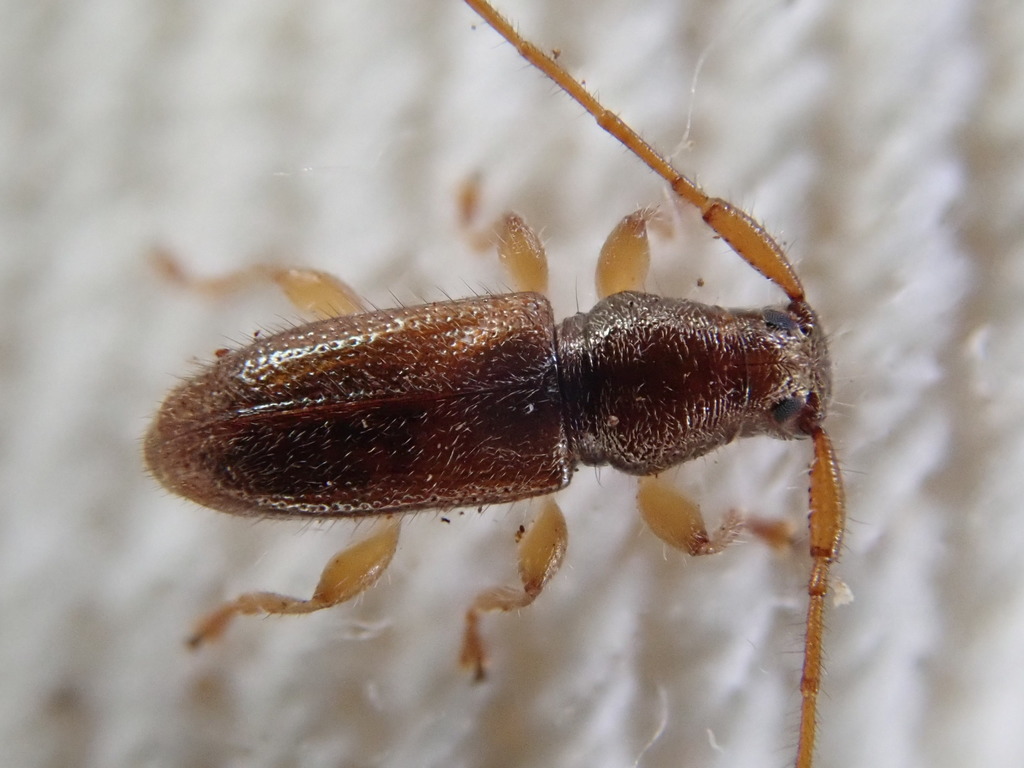 Microlamia