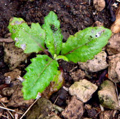 Senecio kermadecensis