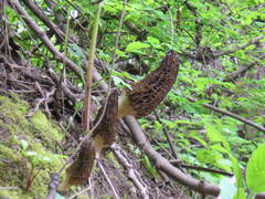 Morchella importuna
