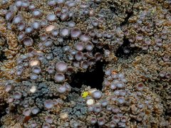 Leptogium phyllocarpum