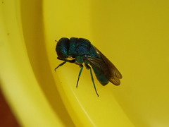 Primeuchroeus biroi