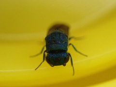 Primeuchroeus biroi