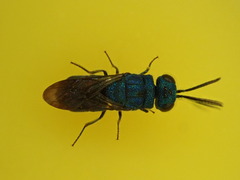Primeuchroeus biroi