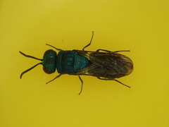 Primeuchroeus biroi