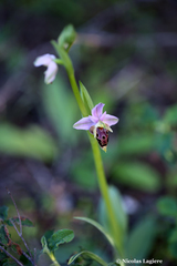 Ophrys heldreichii