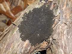 Leptogium phyllocarpum