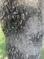 Jacaranda mimosifolia