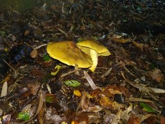 Cortinarius nahuelbutensis