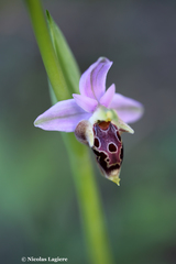 Ophrys heldreichii