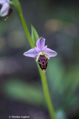 Ophrys heldreichii