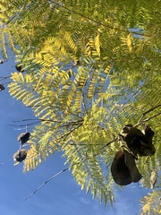 Jacaranda mimosifolia