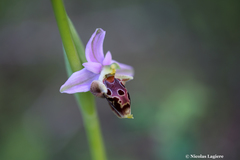 Ophrys heldreichii