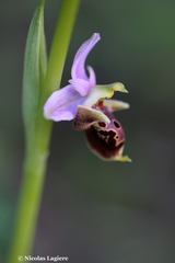 Ophrys heldreichii