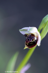 Ophrys heldreichii