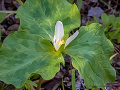 Trillium albidum