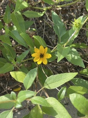 Helianthus debilis image