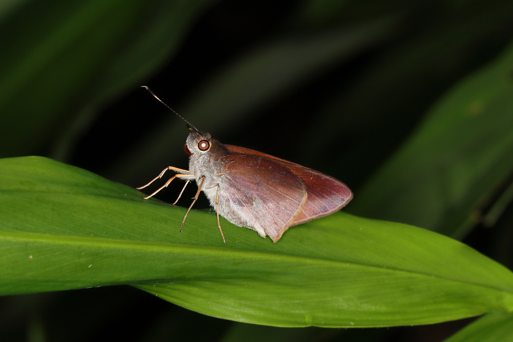 Vertica umber