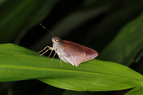 Vertica umber