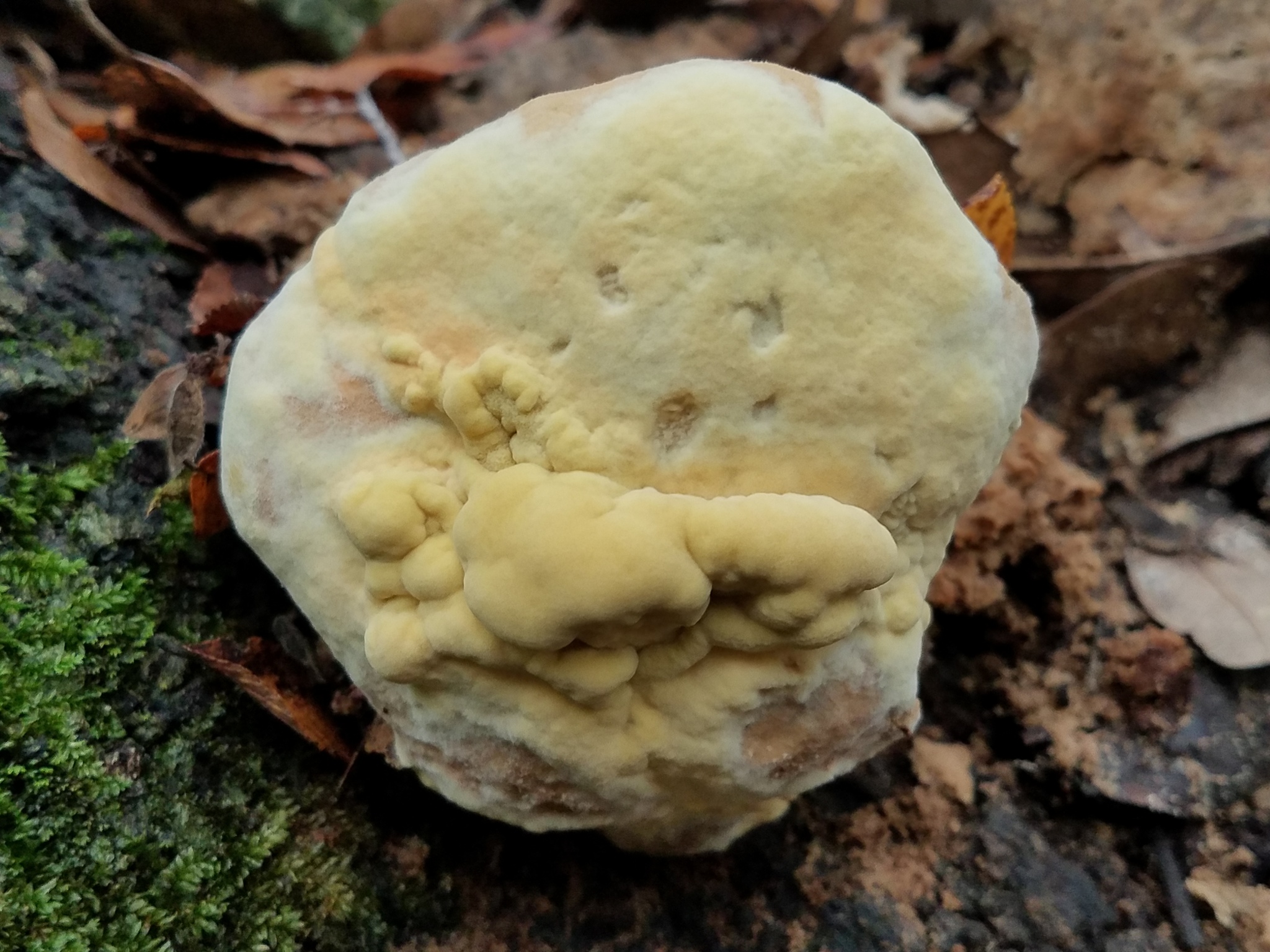 Polyporus sulphureus<br>31 October, 2024