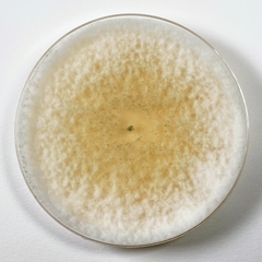 Trichoderma hispanicum