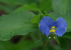 Commelina ensifolia