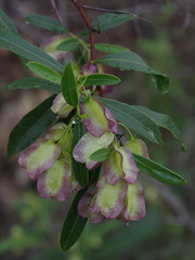 Dodonaea lanceolata
