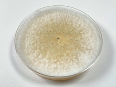 Trichoderma hispanicum