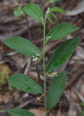 Grewia savannicola