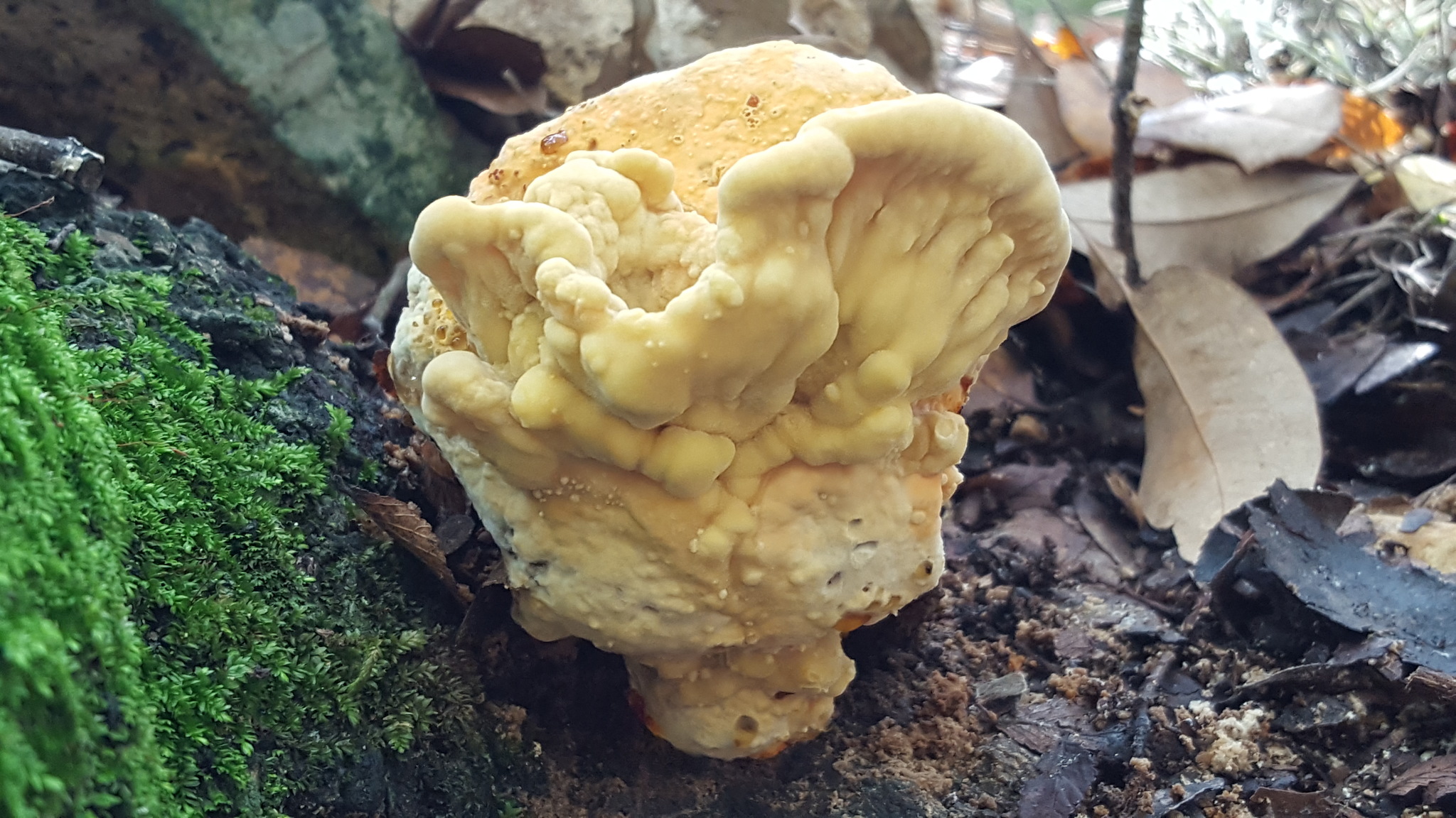 Polyporus sulphureus<br>24 October, 2024