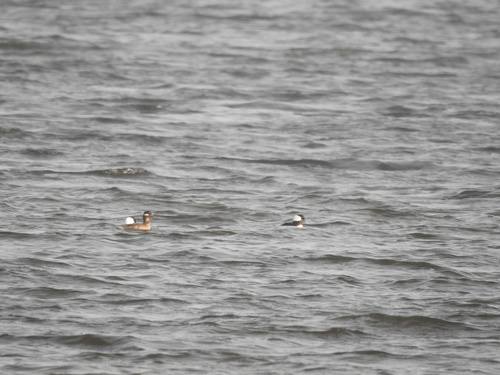 Bucephala albeola image