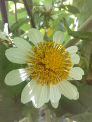 Montanoa bipinnatifida