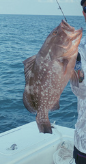 Epinephelus morio
