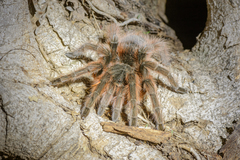 Acanthoscurria chacoana