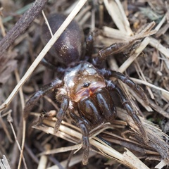 Atypus affinis