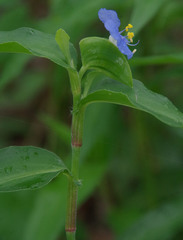 Commelina ensifolia