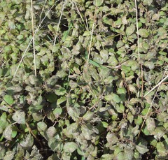 Fuchsia perscandens